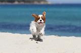 CAVALIER KING CHARLES 136